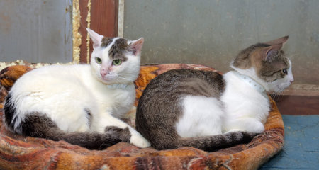 two white and brown cats lie together