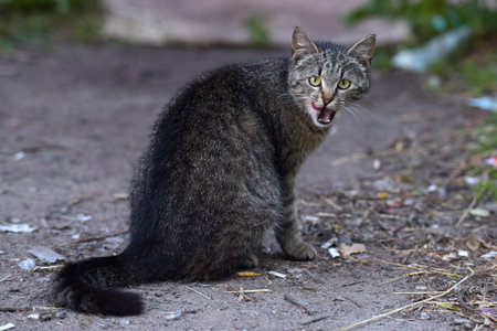homeless tabby cat on the streetの写真素材