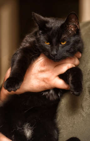 young playful black cat in handsの写真素材