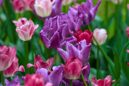 white, pink and purple tulips on the lawn
