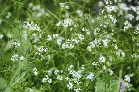 green ears of grass in a summer field