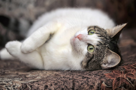 cute shorthair white with brown cat playful on the sofa