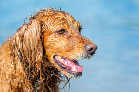 Red English Spaniel bathes in a lake, shakes off, splashesの写真素材