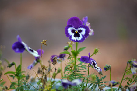 purple pansies on the lawn close up