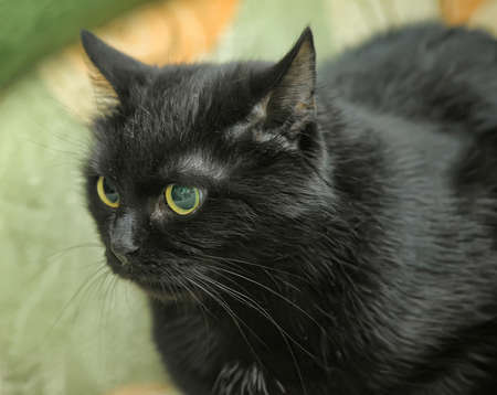 black cat with green eyes and a frightened lookの写真素材