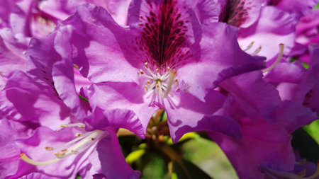 Catawba Rhododendron Cultivar (Rhododendron catawbiense) in park