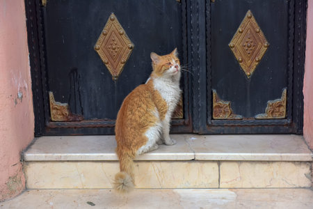 homeless red cat sits under the doorの写真素材