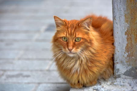 stray cats on the street in Turkeyの写真素材