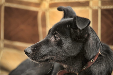 black with white breast puppy mongrel