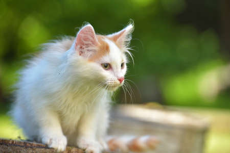 beautiful little ginger with white fluffy kitten in summer outdoor in the gardenの写真素材
