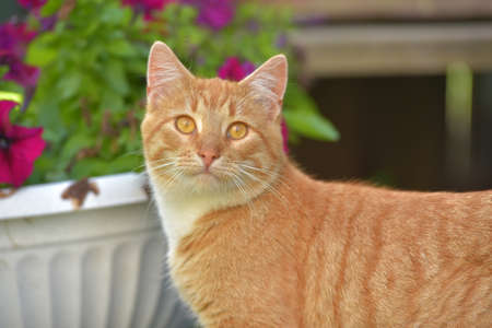 beautiful young red-haired young cat in the summer in the garden by a vase of flowersの写真素材