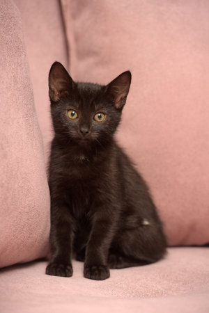 cute black european shorthair kitten close upの写真素材
