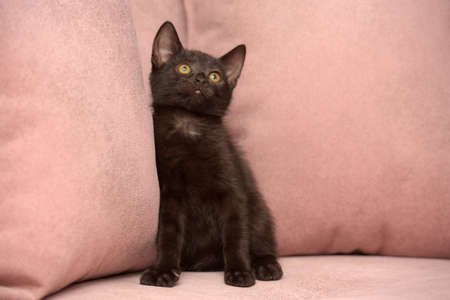 cute black european shorthair kitten close upの写真素材