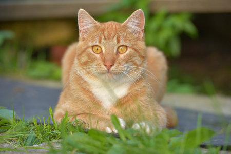 black and white european shorthair female cat with white mustache