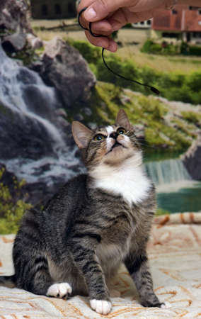 striped with white young playful cat on the couchの写真素材