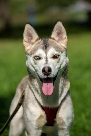 Close-up shot. Siberian Husky Dog with have two color eyesの写真素材