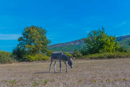 donkey grazes on a field in the Crimean steppeの写真素材