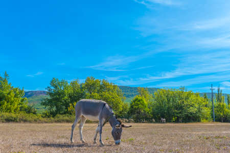 donkey grazes on a field in the Crimean steppeの写真素材