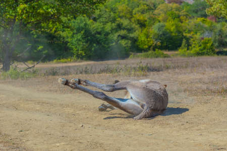 little donkey 4 months old with pleasure lying on the groundの写真素材