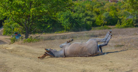 little donkey 4 months old with pleasure lying on the groundの写真素材