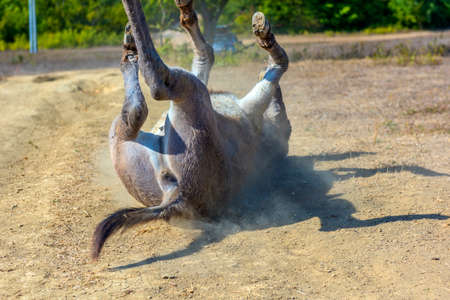 little donkey 4 months old with pleasure lying on the groundの写真素材