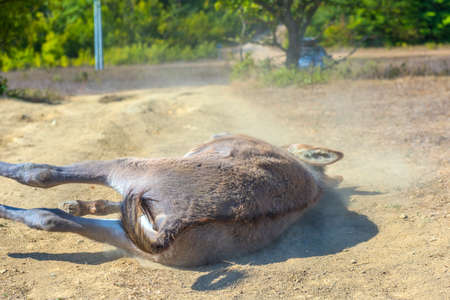 little donkey 4 months old with pleasure lying on the groundの写真素材