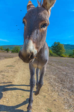 donkey 4 months walking along the road in the steppeの写真素材