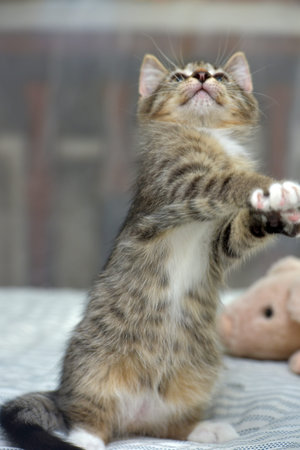 cute playful tabby with white kitten european shorthair at home on sofa