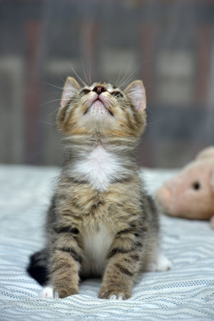 cute playful tabby with white kitten european shorthair at home on sofa