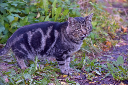 homeless gray with black tabby beautiful cat outdoors