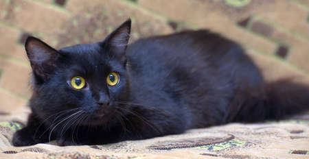 black with a white spot on the chest cat on the couch with a frightened lookの写真素材