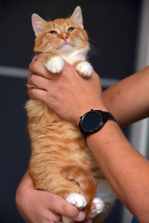 cute young redhead with a white cat in arms