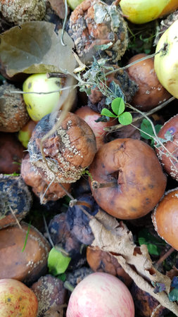 rotten apples on the ground under the apple tree