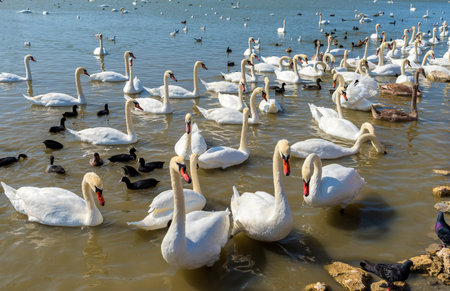 Many swans in the lake. a flock of swans scrambling over food on a river. In the lake swans Swan...