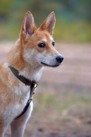 red and white mestizo dog in an animal shelterの写真素材