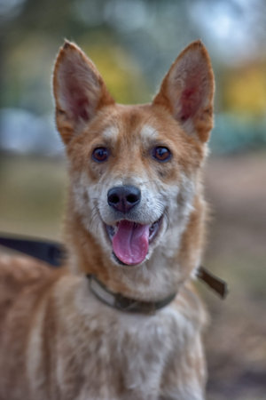 red and white mestizo dog in an animal shelter