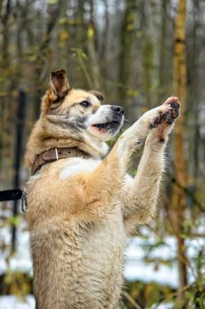 brown mongrel dog outdoors in winter on a leashの写真素材