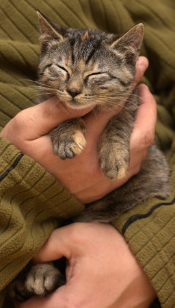cute brown tabby kitten on hands close upの写真素材