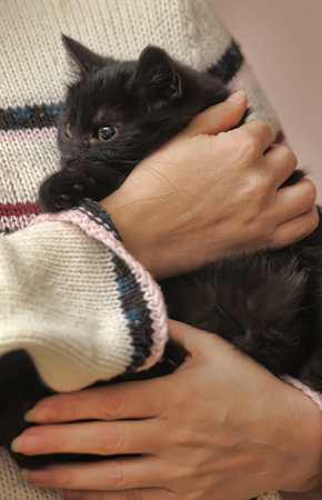 black fluffy cute cat in hands close upの写真素材