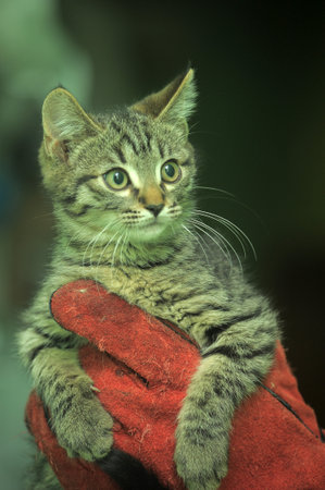 tabby european shorthair kitten in hands close upの写真素材