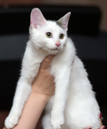 white kitten with a gray spot on the head in handsの写真素材