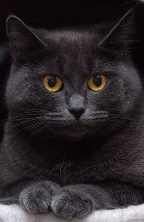 gray with a white spot on the chest British cat close upの写真素材