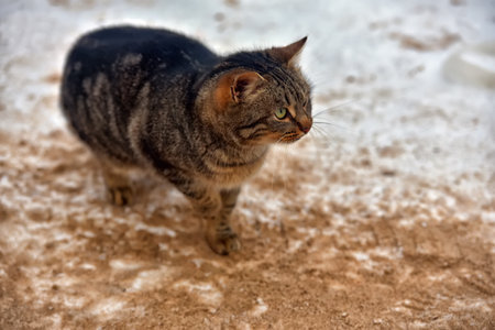 hungry homeless cat outdoors in the snow in winterの写真素材