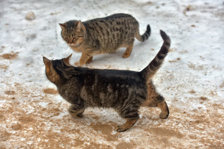 hungry homeless cat outdoors in the snow in winterの写真素材