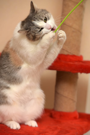 cute playful cat playing catches standing on its hind legs