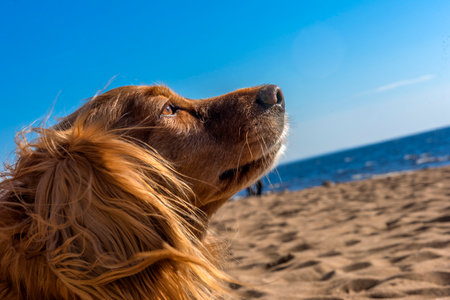 cute red english spaniel on the beach on the sandの写真素材