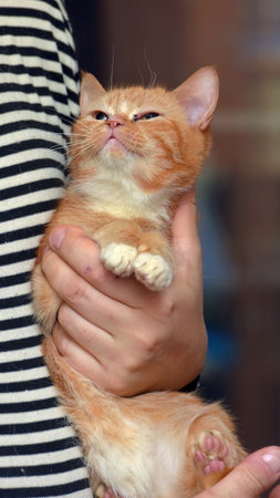 cute red with white cat in arms close upの写真素材