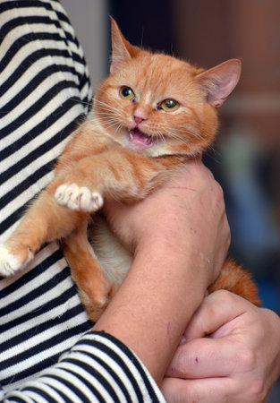 cute red with white cat in arms close upの写真素材