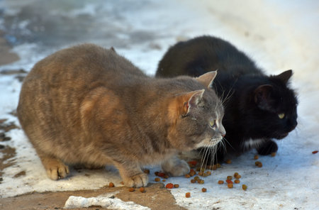 hungry stray cats eat outside in winter