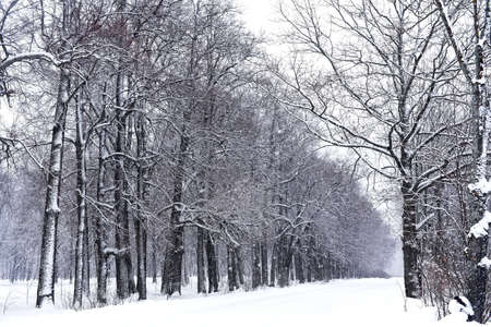 snow-covered alley with tall trees in winter in snowfallの写真素材